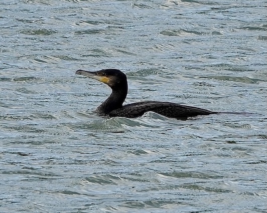 cormorant
